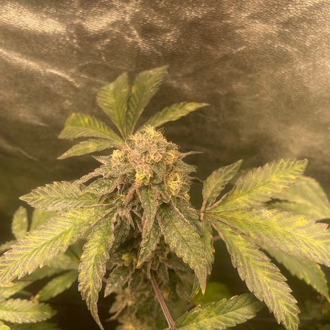 Sunset Sherbet  growlog timeline photo