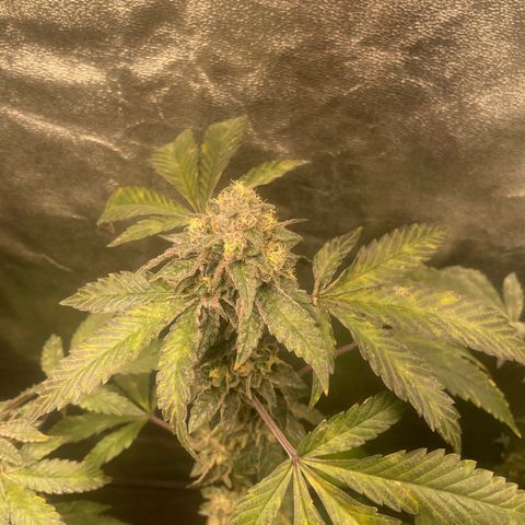Sunset Sherbet  growlog timeline photo