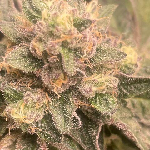 Sunset Sherbet  growlog timeline photo