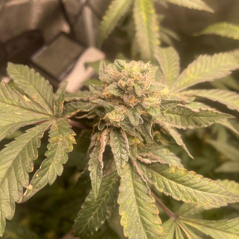 Sunset Sherbet  growlog timeline photo