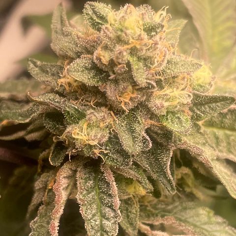 Sunset Sherbet  growlog timeline photo