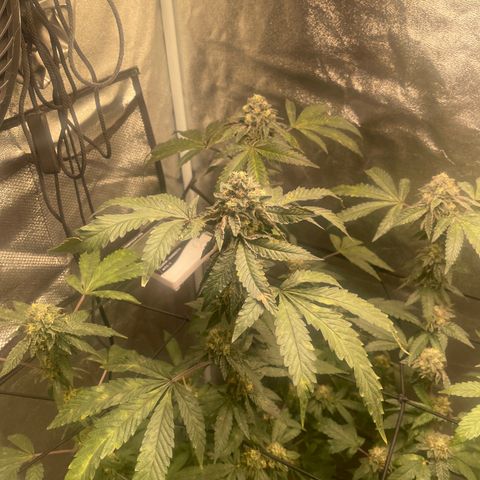 Sunset Sherbet  growlog timeline photo