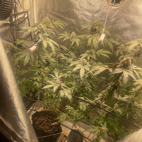 Sunset Sherbet  growlog timeline photo