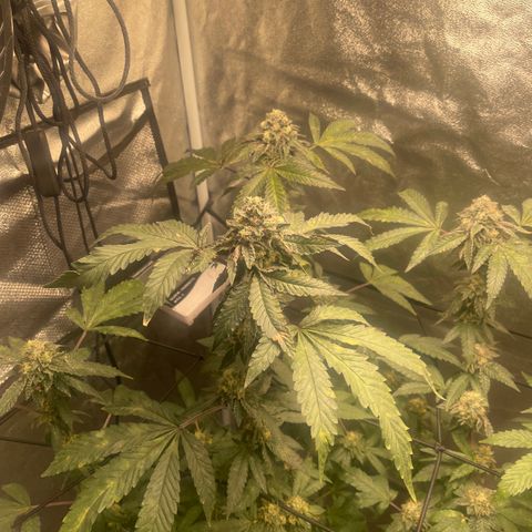 Sunset Sherbet  growlog timeline photo