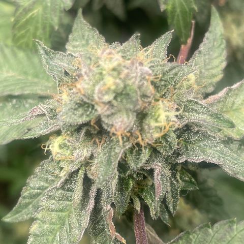 Sunset Sherbet  growlog timeline photo