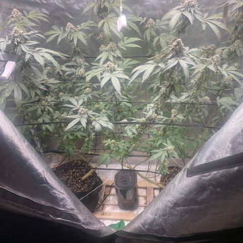 Sunset Sherbet  growlog timeline photo