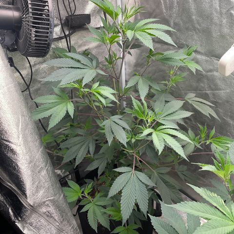 GMO x Sherb Crasher growlog timeline photo