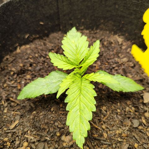 Wedding Cake #1 growlog timeline photo