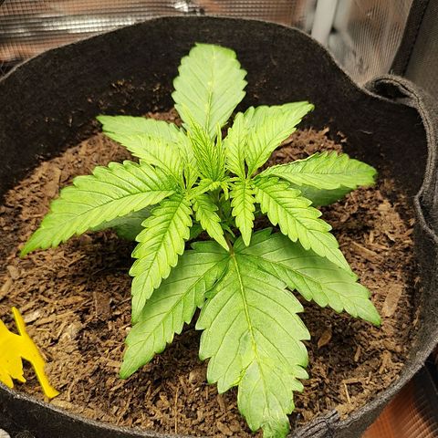 Wedding Cake #1 growlog timeline photo