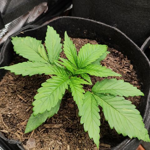 Wedding Cake #2 growlog timeline photo