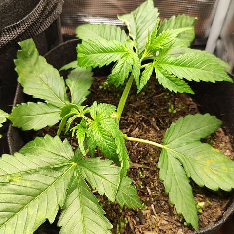 Wedding Cake #1 growlog timeline photo
