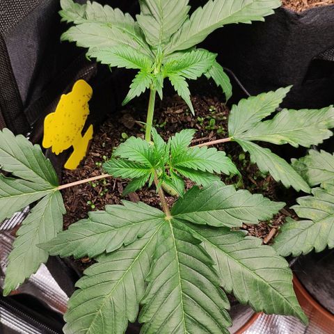 Wedding Cake #2 growlog timeline photo
