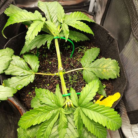 Wedding Cake #1 growlog timeline photo