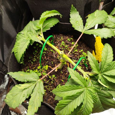 Wedding Cake #2 growlog timeline photo