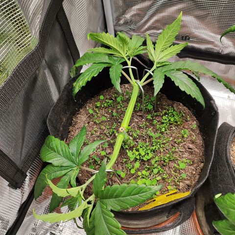 Wedding Cake #1 growlog timeline photo