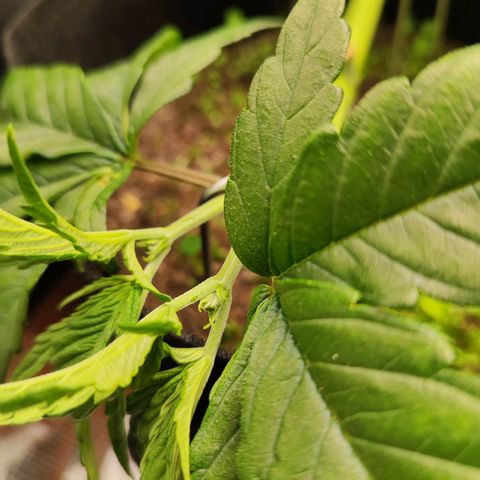 Wedding Cake #1 growlog timeline photo
