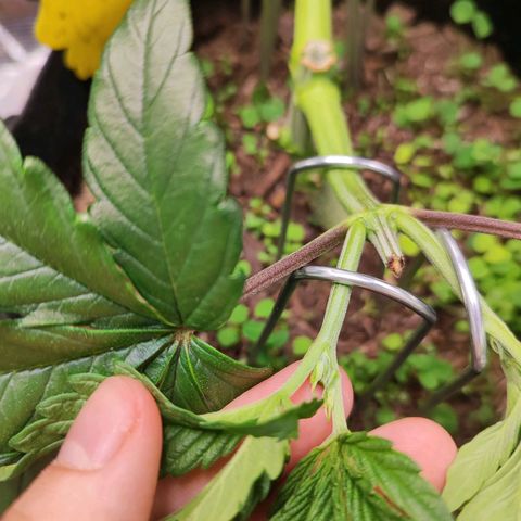 Wedding Cake #2 growlog timeline photo