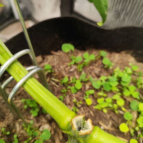 Wedding Cake #2 growlog timeline photo