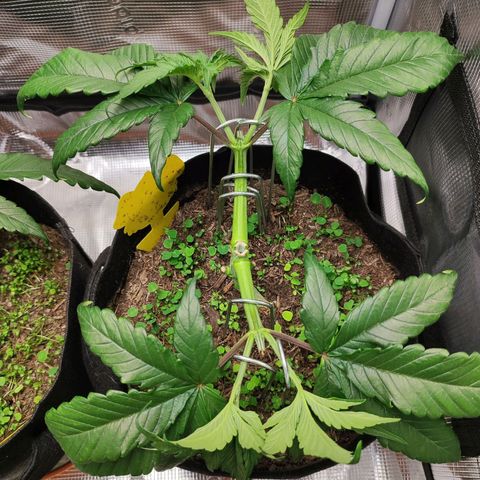 Wedding Cake #2 growlog timeline photo