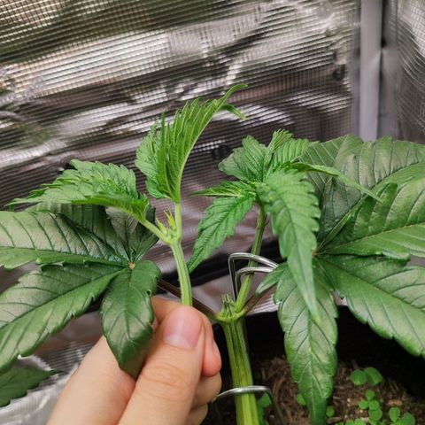 Wedding Cake #2 growlog photo: Abgebrochen beim Versuch den Trieb runterzubinden, hab zu spät mit LST angefangen weil ich nichts passendes da hatte