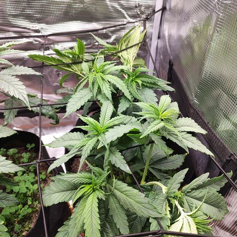 Wedding Cake #1 growlog timeline photo