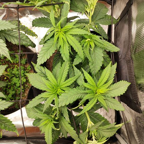Wedding Cake #1 growlog timeline photo