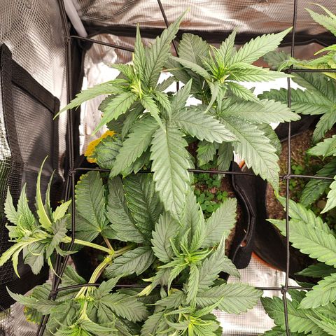 Wedding Cake #2 growlog timeline photo