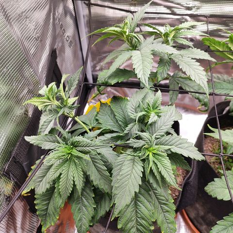 Wedding Cake #2 growlog timeline photo