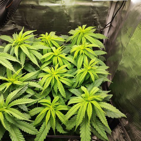 Wedding Cake #1 growlog timeline photo