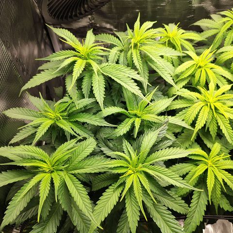 Wedding Cake #2 growlog timeline photo