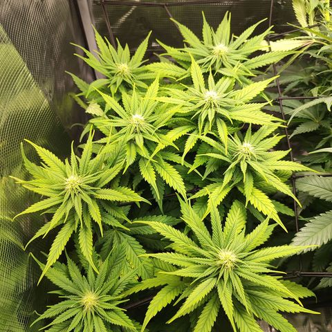 Wedding Cake #1 growlog timeline photo