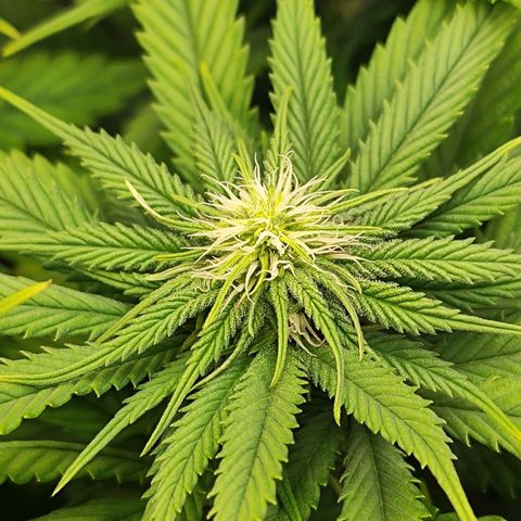 Wedding Cake #1 growlog timeline photo