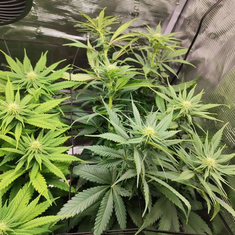 Wedding Cake #2 growlog timeline photo