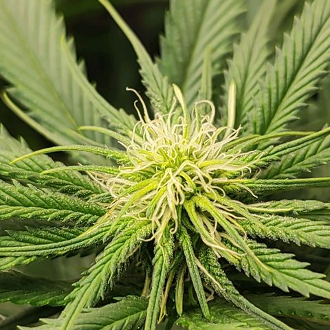 Wedding Cake #2 growlog timeline photo