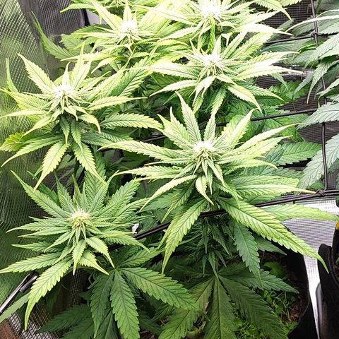 Wedding Cake #1 growlog timeline photo