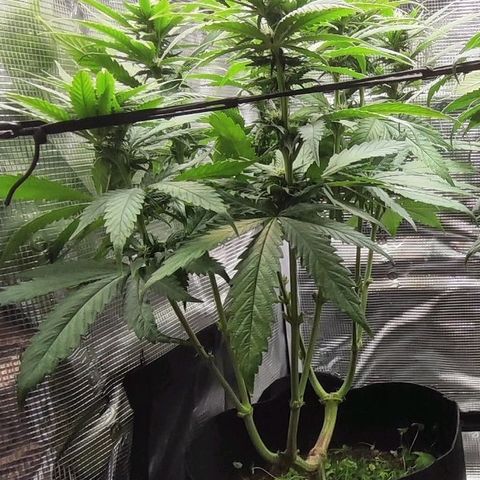 Wedding Cake #1 growlog timeline photo