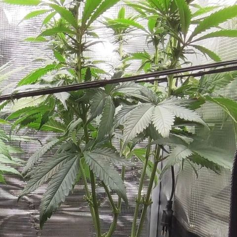 Wedding Cake #2 growlog timeline photo