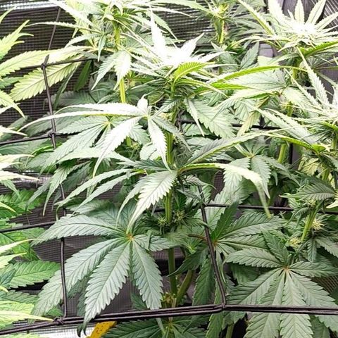 Wedding Cake #2 growlog timeline photo
