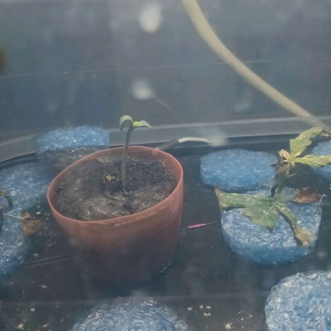 Gelato growlog timeline photo