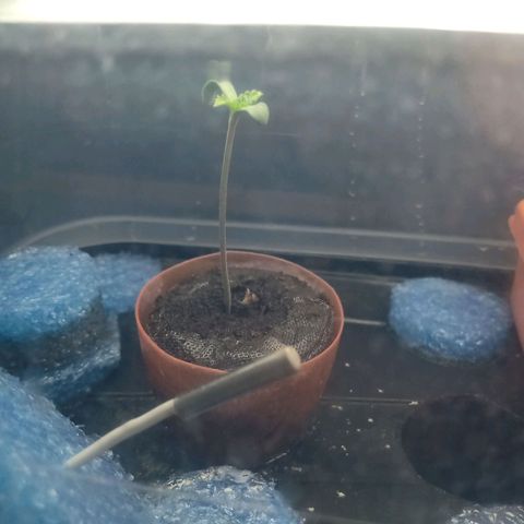 Gelato growlog timeline photo