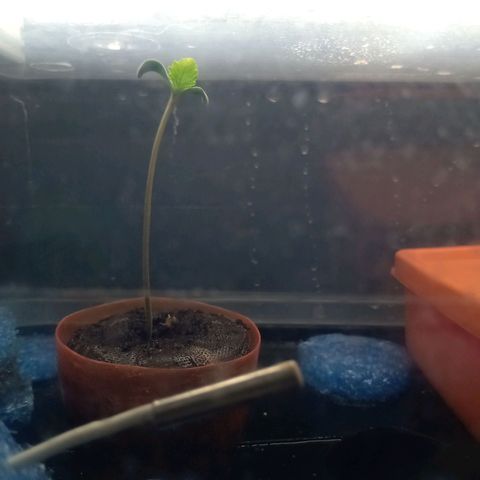 Gelato growlog timeline photo