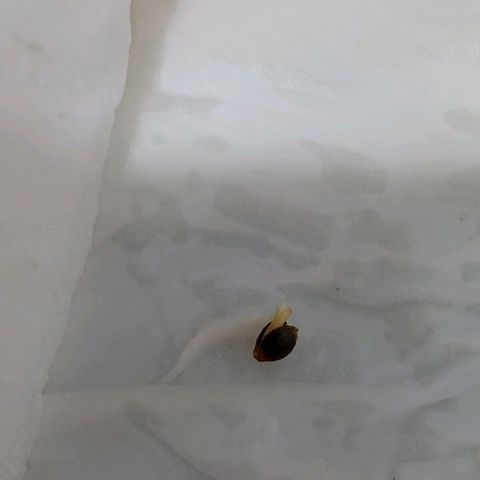 Gelato Cake growlog timeline photo