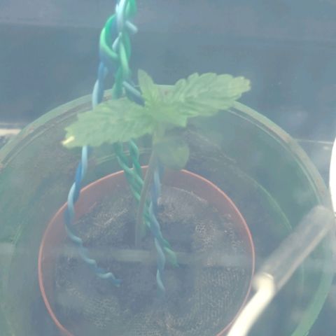Gelato growlog timeline photo