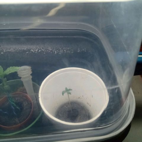 Gelato Cake growlog timeline photo