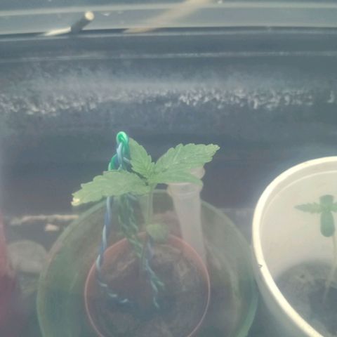 Gelato growlog timeline photo