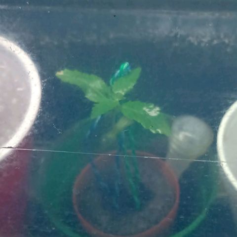 Gelato growlog timeline photo