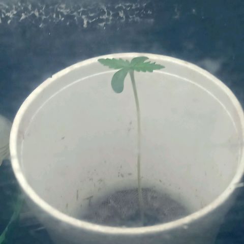 Gelato Cake growlog timeline photo