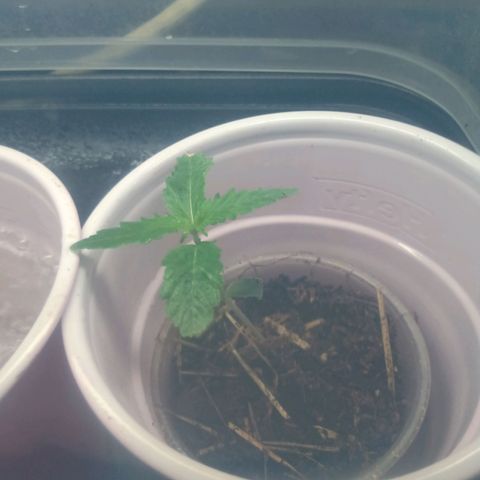 Gelato growlog timeline photo