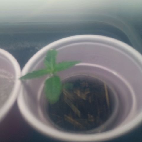 Gelato growlog timeline photo