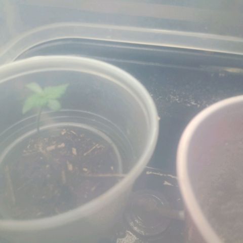 Gelato Cake growlog timeline photo